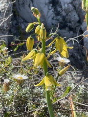 Albuca juncifolia