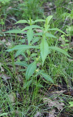 Triosteum angustifolium