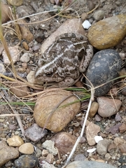 Pleurodema bufoninum