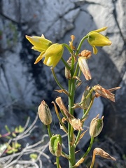 Albuca juncifolia