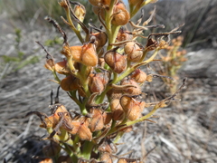 Wachendorfia multiflora