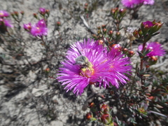 Lampranthus stenopetalus