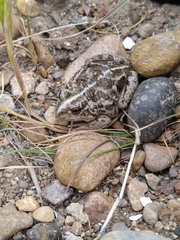 Pleurodema bufoninum