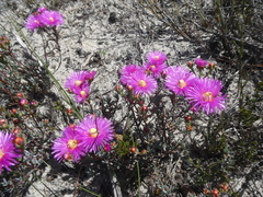 Lampranthus stenopetalus