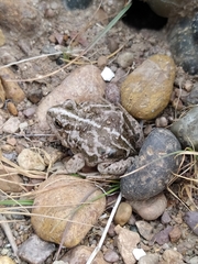 Pleurodema bufoninum