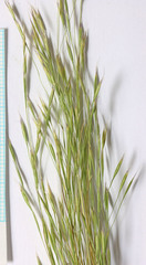 Trisetum montanum