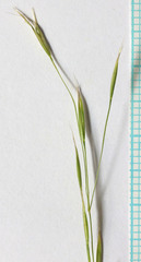 Trisetum montanum