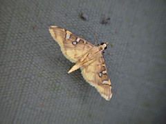 Prophantis smaragdina