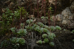 Echeveria simulans