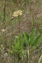 Helichrysum griseum