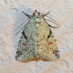 Maliattha concinnimacula