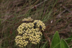 Helichrysum griseum