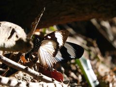 Hypolimnas anthedon wahlbergi