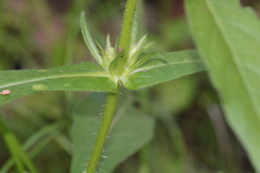 Triosteum angustifolium