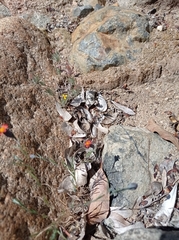 Chaetanthera moenchioides