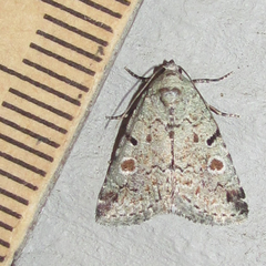 Maliattha concinnimacula