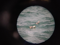 Tachyeres leucocephalus