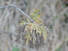 Artemisia abrotanum