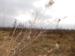 Artemisia abrotanum
