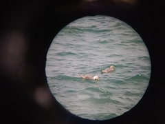 Tachyeres leucocephalus