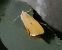 Scirpophaga incertulas