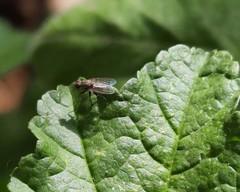 Diptera