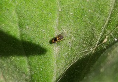 Chloropidae