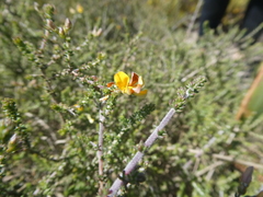 Aspalathus microphylla