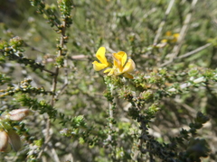Aspalathus microphylla
