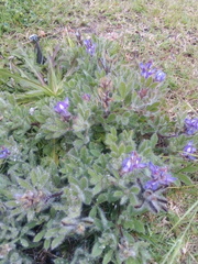 Lupinus bracteolaris