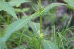Triosteum angustifolium