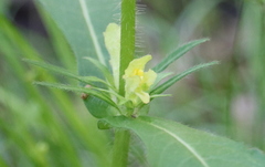 Triosteum angustifolium
