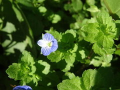 Veronica persica