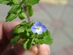 Veronica persica