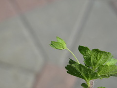 Veronica persica