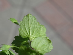 Veronica persica