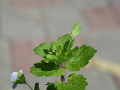Veronica persica