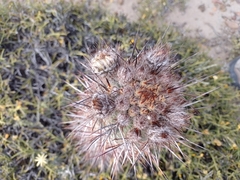 Austrocactus bertinii