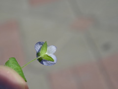 Veronica persica