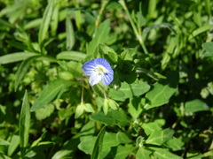Veronica persica