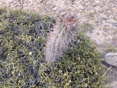 Austrocactus bertinii