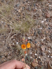 Hoffmannseggia trifoliata