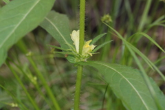Triosteum angustifolium