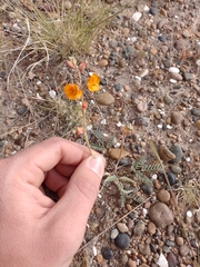 Hoffmannseggia trifoliata