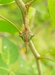 Umbonia crassicornis