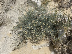 Porophyllum maritimum