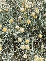 Porophyllum maritimum