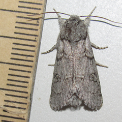 Acronicta tota