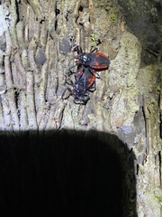 Micrauchenus lineola