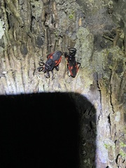 Micrauchenus lineola